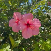 Angelica Rivera (@a_rivera33) 's Twitter Profile