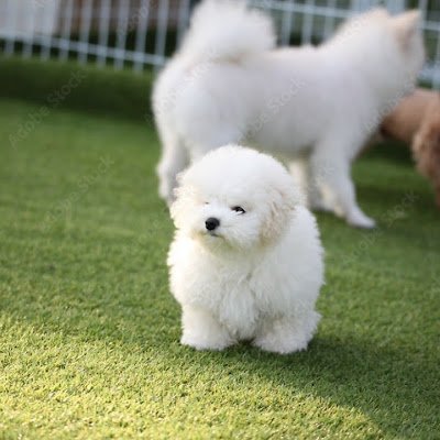 singsinggulbi's profile picture. 