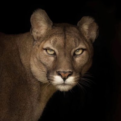 NNNJPG256's profile picture. 🐆