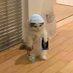طيب (@amuslimcatto) Twitter profile photo طيب (@amuslimcatto) Twitter profile photo