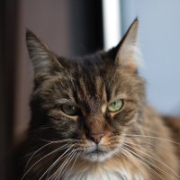 Железная Кошка (@rusjpa) 's Twitter Profile Photo Железная Кошка (@rusjpa) 's Twitter Profile Photo