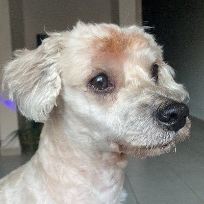 jocelynptron's profile picture. 