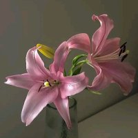 دُجى (@3fzii) 's Twitter Profile Photo دُجى (@3fzii) 's Twitter Profile Photo