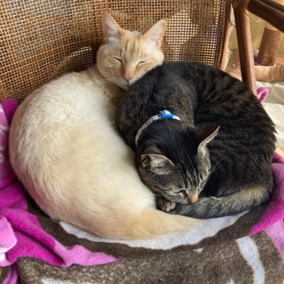 Sei_0096's profile picture. こんにちは😊 音楽聴いたり(Mr.Childrenが好きでよく聴きます)ゲーム🎮(主にポケモン)するのが好きです☺️👍 からかい上手の高木さん、五等分の花嫁、猫🐱の恩返し、リゼロなどのアニメ、ジブリなども好きです。