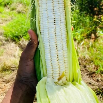 Entrepreneur @ILangezweni Group Pty Ltd - Agricultural crop production🌾Farmer👨🌾- Philanthropist @FNM Foundation - Public Speaker, Researcher and Writer.
