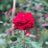 ROSE679's Twitter (X) avatar