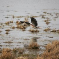 सांचा हिन्दू (@hindu2092) 's Twitter Profile