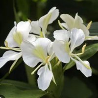 Mariposa (@testarjanet) 's Twitter Profile
