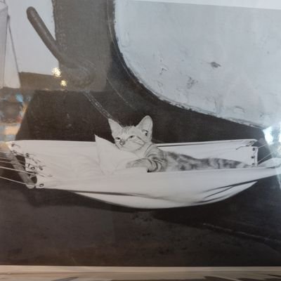 broelarn's profile picture. 