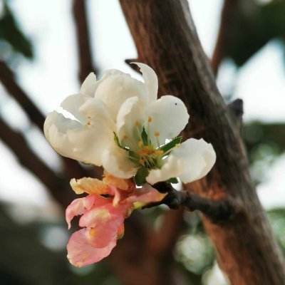 Vara_Sur's profile picture. Coco