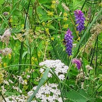 Fmflemuria 🏵🍀🌸🌿 (@lemuriafmf) 's Twitter Profile