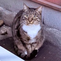 Penangの猫 (@penang_george) 's Twitter Profile