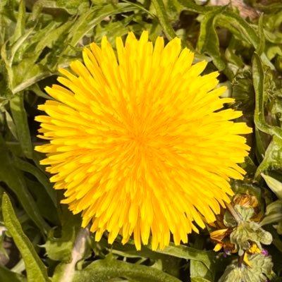dandelion_mino's profile picture. ヒト。ous vp 5期 オーブンレンジらぶ。トカゲと同居なう🦎。