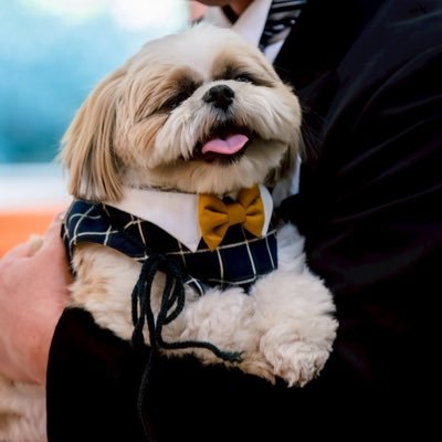 pota0524's profile picture. 2022/5/24に生まれの男の子🐶赤ちゃんの頃から隻耳👂ママが気ままにつぶやきます　 #保護犬を家族に