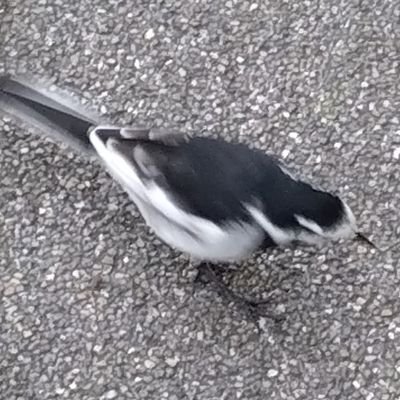 sat_chan_kyo's profile picture. 言葉遊びが好きな、きのこの山の緑のたぬき