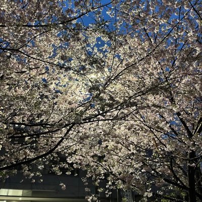 Paulownia_zero's profile picture. 上級暇人。鳥貴族 🐧🐶🐵 👹🐵🦐 🏕️ 💊 無言フォロー失礼します。