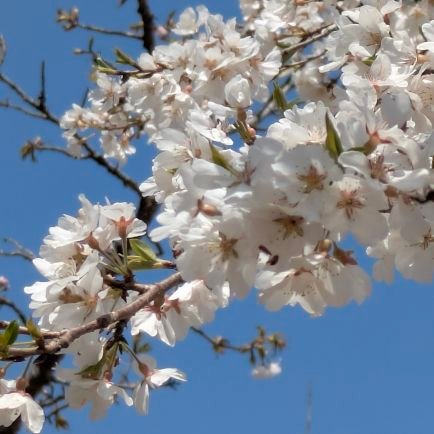 idolouen12's profile picture. アイドル最近はとくにご当地アイドル応援をしてます。そのなかでもSANOブランドール.、CoCoRo学園がとくにお気に😉✨