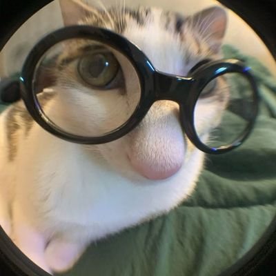 lycestdy Profile Picture