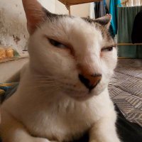 KatanyaDewasa?! (@muthdee) 's Twitter Profile