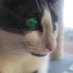LaserCat (@laserrcatt) Twitter profile photo LaserCat (@laserrcatt) Twitter profile photo