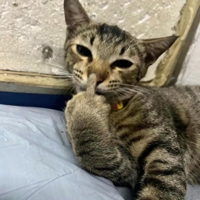 mentionizer's profile picture. 