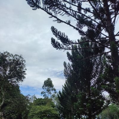 icungkazepp's profile picture. 