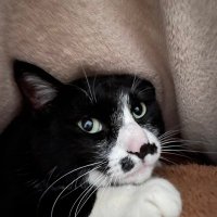 オーパッパ (@pokemon_opapa) 's Twitter Profile