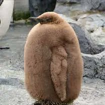 gosskkos's profile picture. I wish brown penguins were real.