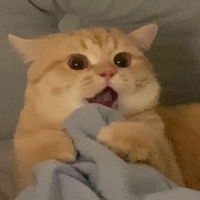 anameowwss's profile picture. 