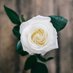 White Rose (@williansawdust) Twitter profile photo White Rose (@williansawdust) Twitter profile photo