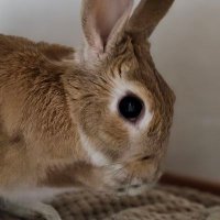 앨빈과 마리는 토끼 (@alvintherabbit) 's Twitter Profile Photo