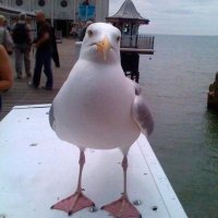 Champmsj (@champmsjbhafc) 's Twitter Profile