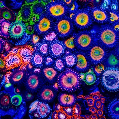 zoa_v2's profile picture. talking into the void