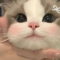 𝘫𝘢𝘯 (จ๋องเด้ง) • ᙏ̤̫🍡🐈⬛ (@pocojjungm) 's Twitter Profile Photo 𝘫𝘢𝘯 (จ๋องเด้ง) • ᙏ̤̫🍡🐈⬛ (@pocojjungm) 's Twitter Profile Photo