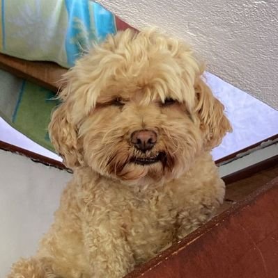 Abismosinfondo's profile picture. Recordando que vivo en el presente.
Teórico de los antiguos astronautas.
Caleño en Medellín.
Perplejidad no aclarada.