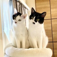 ねこ (@neko22yo) 's Twitter Profile