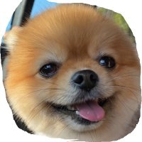 ポメのルフィ (@lufyrin0117) 's Twitter Profile