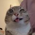 Pawprint_priv.ate (@pawprint_priv) Twitter profile photo Pawprint_priv.ate (@pawprint_priv) Twitter profile photo