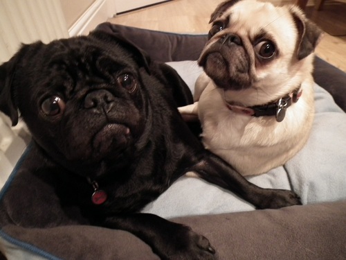 Two pugs Ava & Smith wanna make new friends. We live in Ireland and we have a blog with pics and stories. We follow all anipals back!!