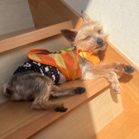 さめ (@samesame_0911) 's Twitter Profile