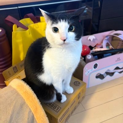 TU81uoNR9Z31626's profile picture. 近大工学部 → 近大経営学部