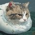 TONY爱交易猫猫 (@tlovetradingcat) Twitter profile photo TONY爱交易猫猫 (@tlovetradingcat) Twitter profile photo