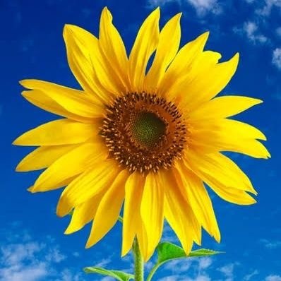 Retweet to bless someone's timeline with beautiful sunflowers . We own no content posted. All credit goes to original owner.