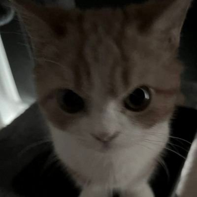 applcorp's profile picture. eheheheheeheeehehehe
minor 
sfw only pleas e pleas thanking you
she