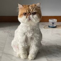 Leoieee (@leoieee1) 's Twitter Profile