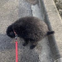 Tanga☆Loa🤘 (@akarityawawan) 's Twitter Profile Photo