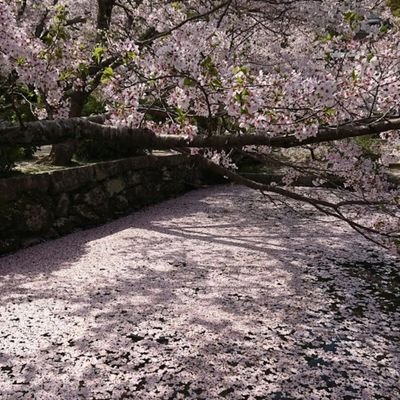 a_sakura0311's profile picture. 2025.5.17⇒
元垢凍結しました…
見る専門なのに…

偽垢フォローお断り(乂'ω')ﾉｰ