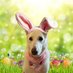 Avilovesdogsandcats❤️ (@aviwhitegsd) Twitter profile photo Avilovesdogsandcats❤️ (@aviwhitegsd) Twitter profile photo