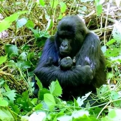 Baltazarskigho1's profile picture. walikale ma terre