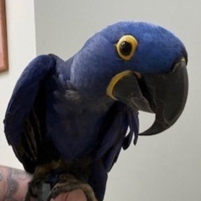 LEmerson34582's profile picture. 